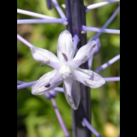 Scilla Parsica (fam. Liliacees)(Asie Mineure) (06)